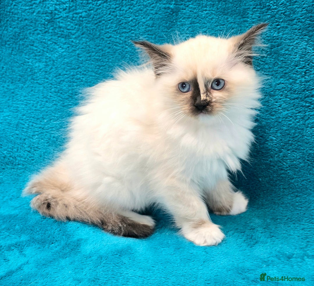 Ragdoll cats for sale: PEDIGREE GCCF REG CHAMPION LINE RAGDOLL KITTENS - Image 29