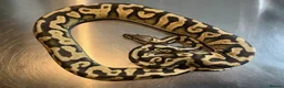 Python Snake reptiles for sale: 4 ball python for sale in Edinburgh - Advert 4
