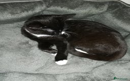 Bengal cats for sale: Miss Bahja Abdi  - Image 3