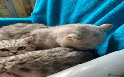 British Shorthair cats for sale: Pedigree silver spotted kittens - Image 2