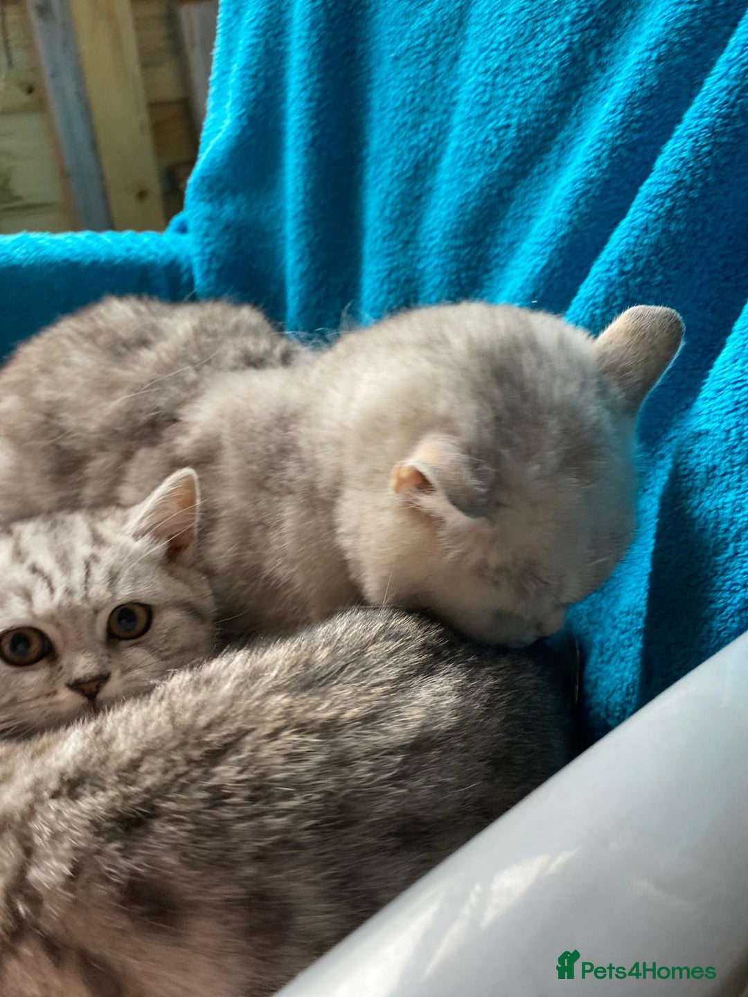 British Shorthair cats for sale: Pedigree silver spotted kittens - Image 2