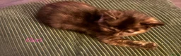 Mixed Breed cats for sale: 3 beautiful kittens for sale - Advert 8