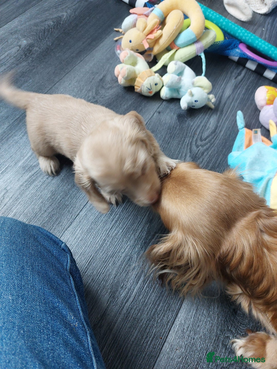 Miniature Dachshund dogs for sale: BEAUTIFUL K C REG PRA CLEAR MINI LONG HAIRED DAXIS - Image 4
