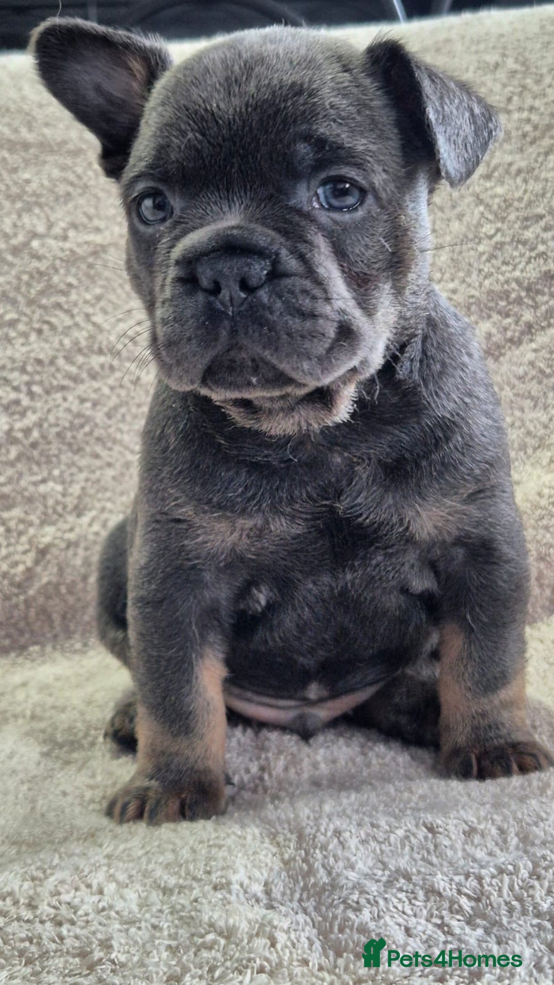 French Bulldog dogs for sale: French Bulldog puppies  - Advert 5