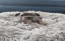 French Bulldog dogs for sale: beautiful frenchies - Image 5