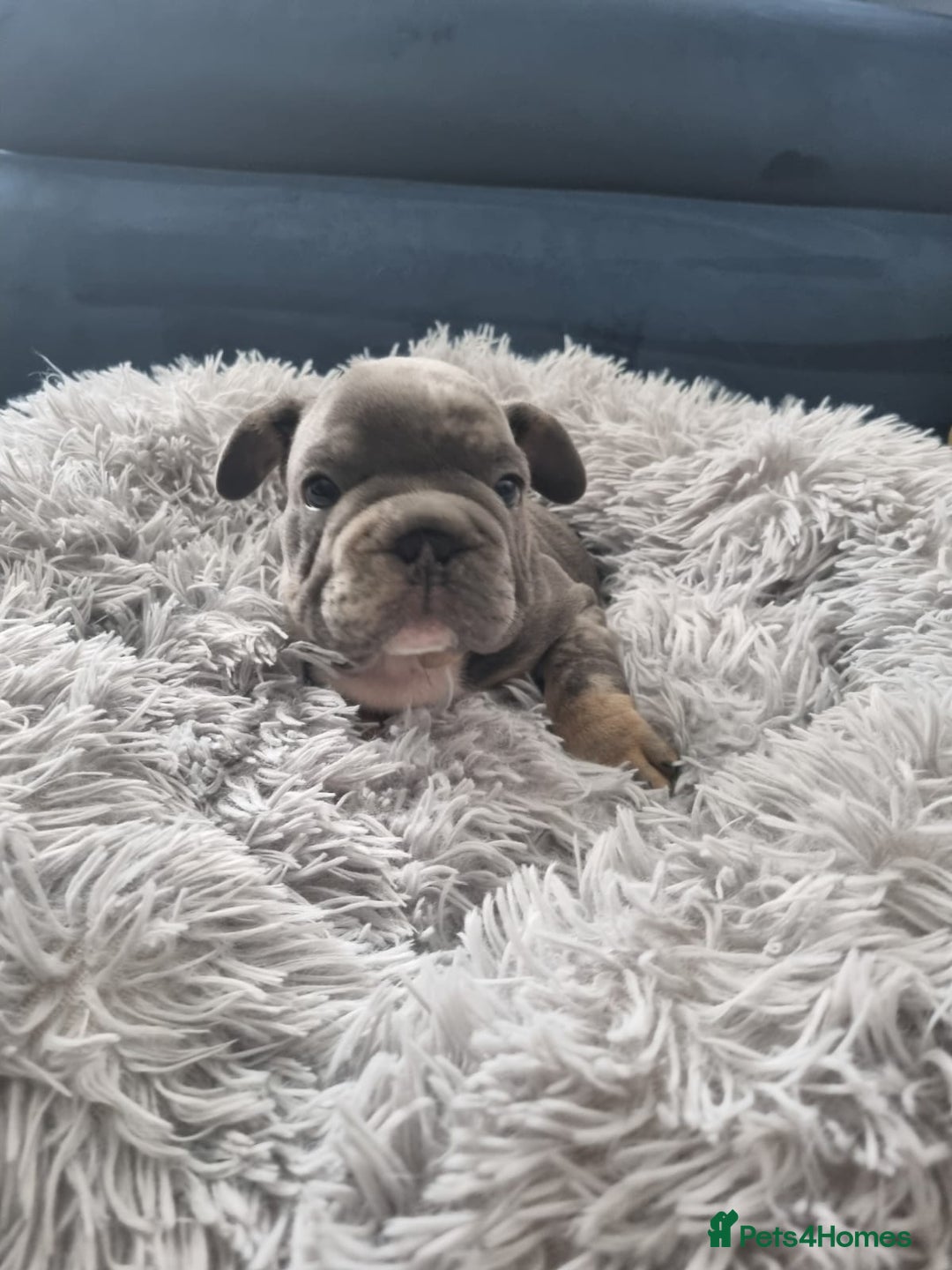 French Bulldog dogs for sale: beautiful frenchies - Image 5