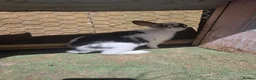 Mixed Breed rabbits for sale: 2 male rabbits for sale - Advert 3