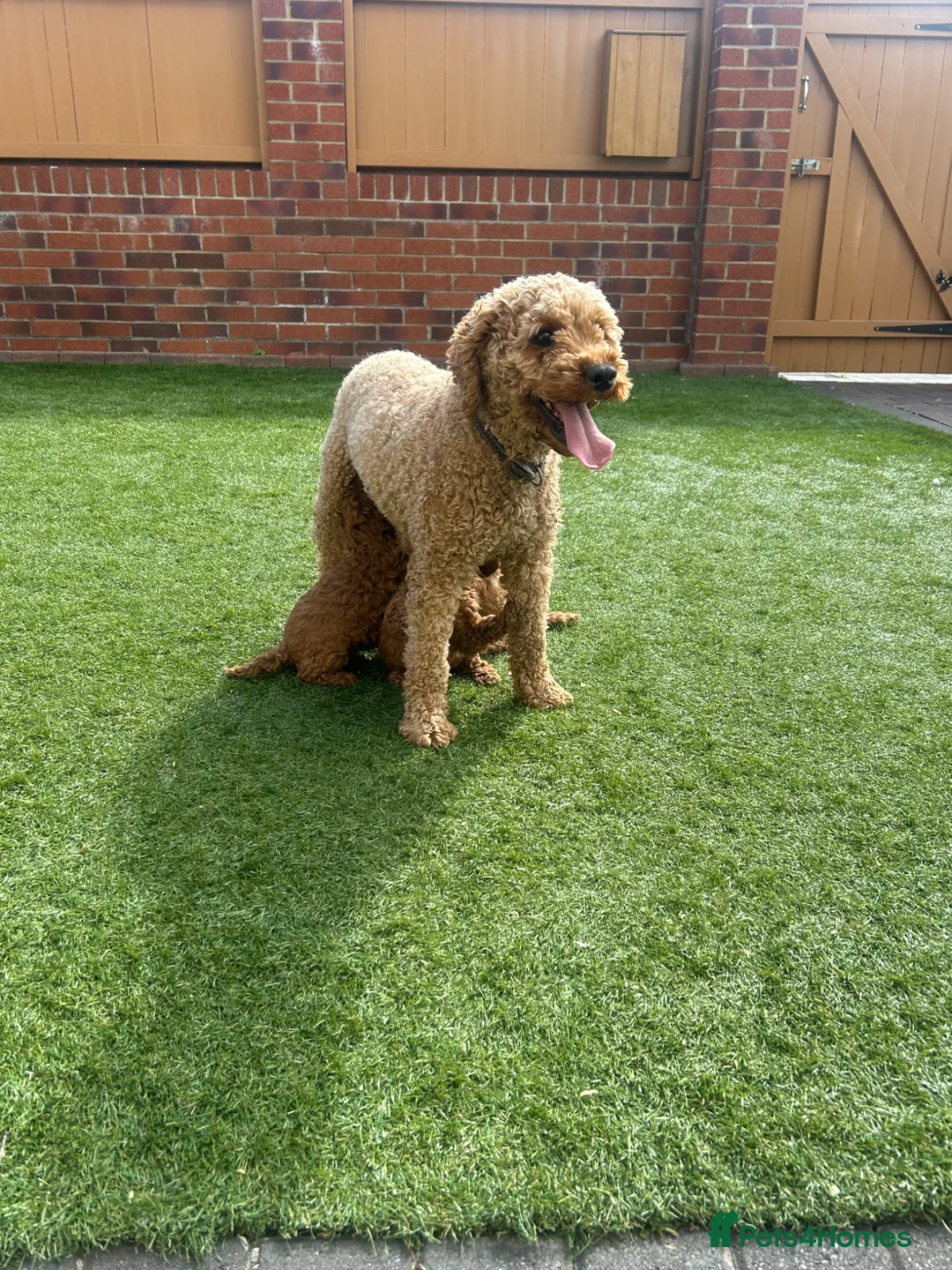 Cavapoo dogs for sale: Fox red cava poo puppies - Advert 1