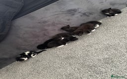 Mixed Breed cats for sale: Beautiful Black & White Kittens  - Image 2