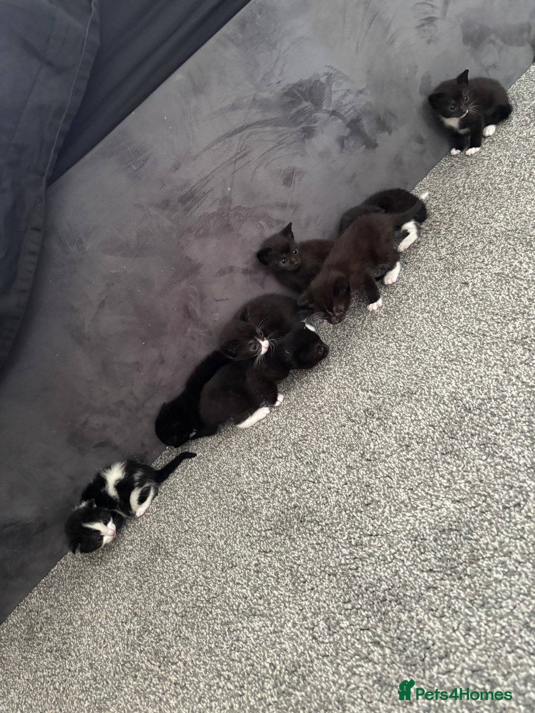 Mixed Breed cats for sale: Beautiful Black & White Kittens  - Image 2