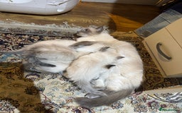 Ragdoll cats for sale: Pure Ragdoll Kittens – 8 Weeks Old–Ready in 2 Days - Advert 3