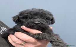 Mixed Breed dogs for sale: f1 St Berdoodle Pups - Image 11