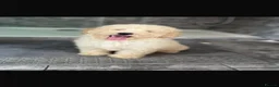 Cavapoo dogs for sale: Cavapoo F1 puppies  - Advert 11
