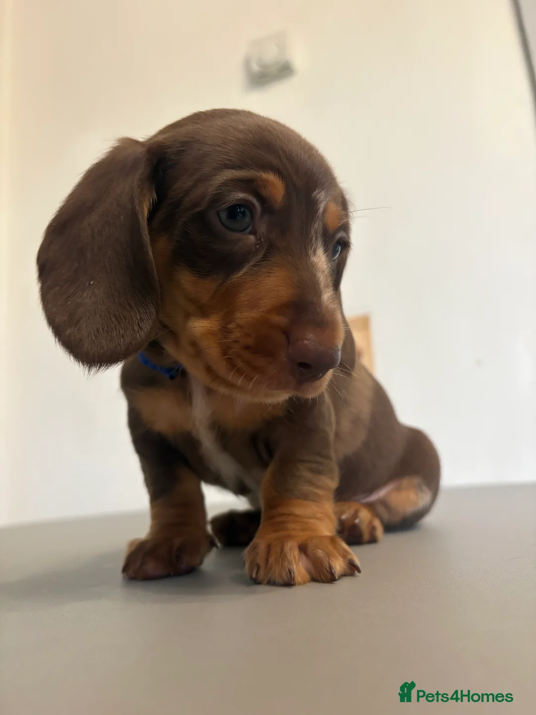 Dachshund dogs for sale: 5 Beautiful Standard Dachshund boys  - Advert 2