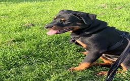 Rottweiler dogs for sale: Rottweiler Puppy - Image 3