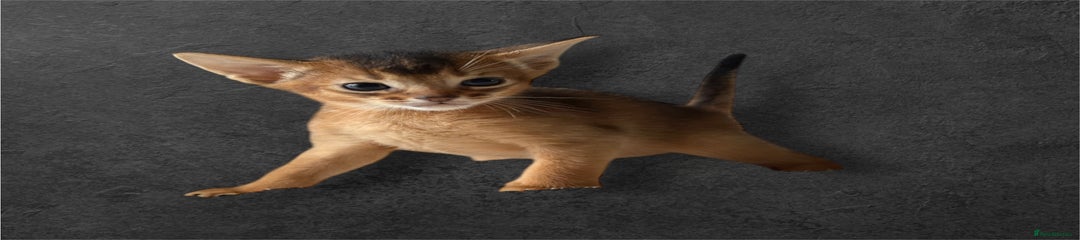 Abyssinian Kitten 3
