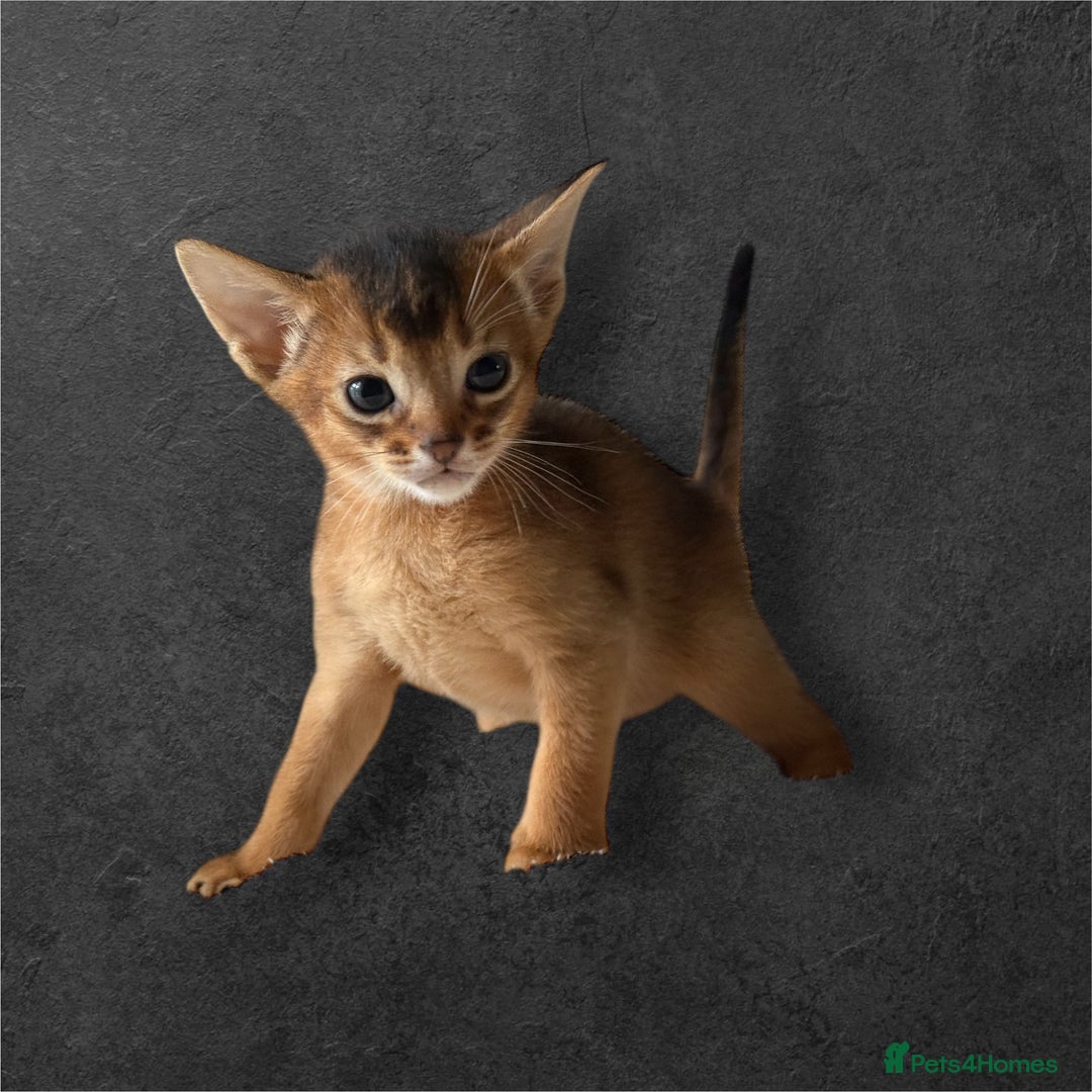 Abyssinian cats for sale: GCCF registered beautiful Abyssinian kittens  - Image 6