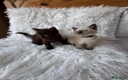 British Shorthair cats for sale: 💙 2 handsome  GCCF British Sorthair 💙 - Image 2