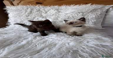 British Shorthair cats - Advert 14