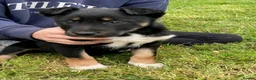 Mixed Breed dogs for sale: Huntaway x Collie - Advert 2