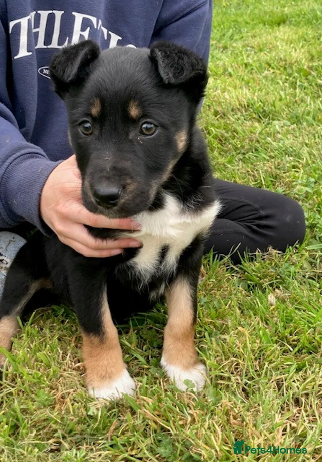 Mixed Breed dogs for sale: Huntaway x Collie - Advert 2