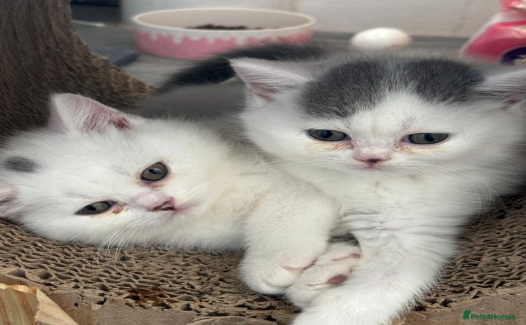 British Shorthair cats - Advert 7