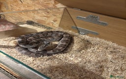 Corn Snake reptiles for sale: Adult female corn snake  - Image 5