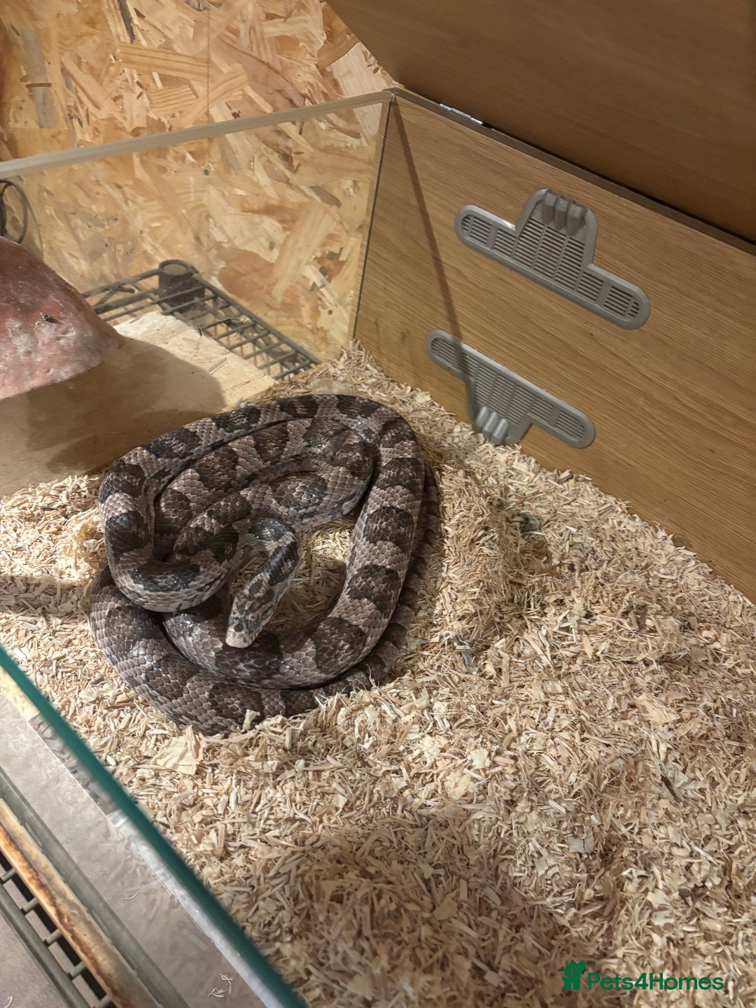 Corn Snake reptiles for sale: Adult female corn snake  - Image 5
