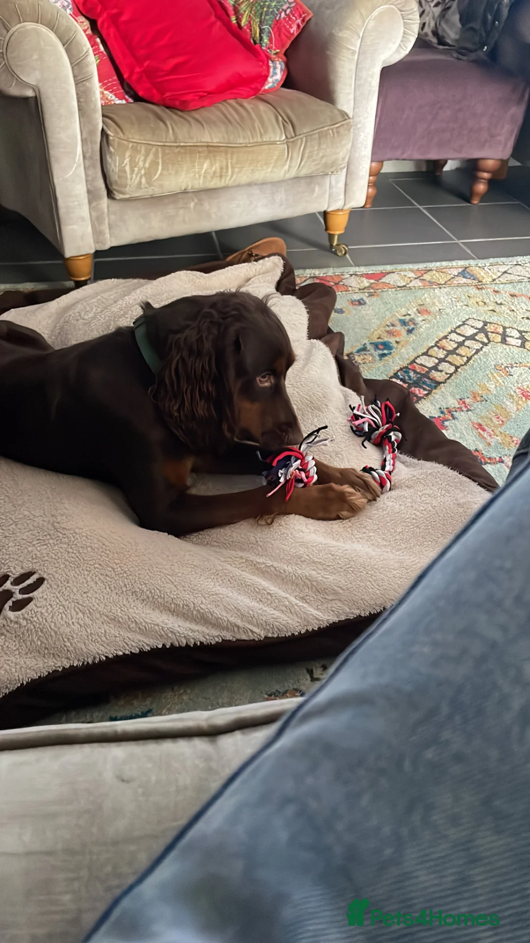 Cocker Spaniel dogs for sale: Tan and chocolate spaniel boy 15 months old  - Advert 2