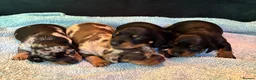 Miniature Dachshund dogs for sale: ADORABLE Miniature Dachshund KC Pups  - Advert 6