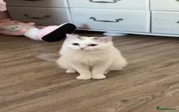 Ragdoll cats for sale: LAST KITTEN LEFT 🎀 - Image 9
