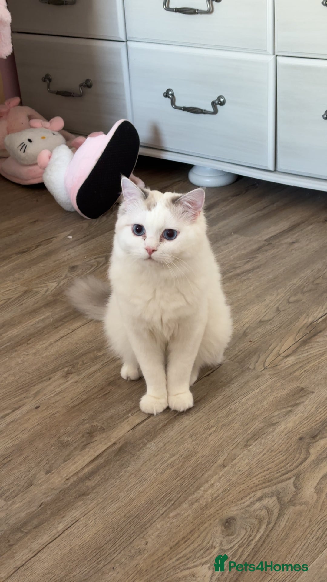 Ragdoll cats for sale: LAST KITTEN LEFT 🎀 - Image 9
