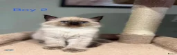 Ragdoll cats for sale: Beautiful purebred ragdoll kittens in Doncaster - Advert 23