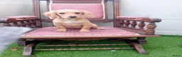Cocker Spaniel dogs for sale: Cocker spanials in Ledbury - Advert 5