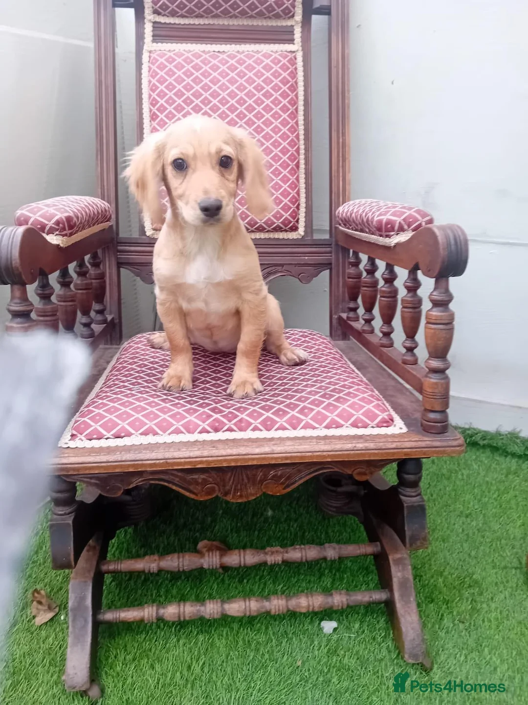 Cocker Spaniel dogs for sale: Cocker spanials in Ledbury - Advert 5