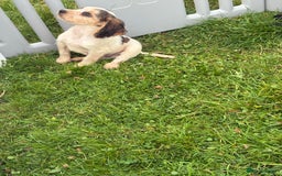 Cocker Spaniel dogs for sale: Cocker spaniel puppies  - Image 9