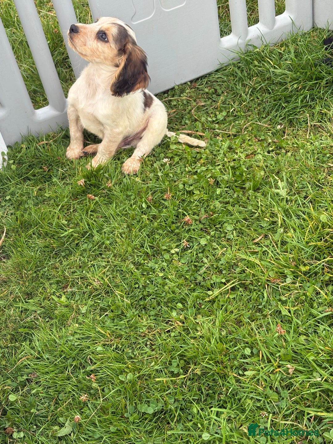 Cocker Spaniel dogs for sale: Cocker spaniel puppies  - Image 9