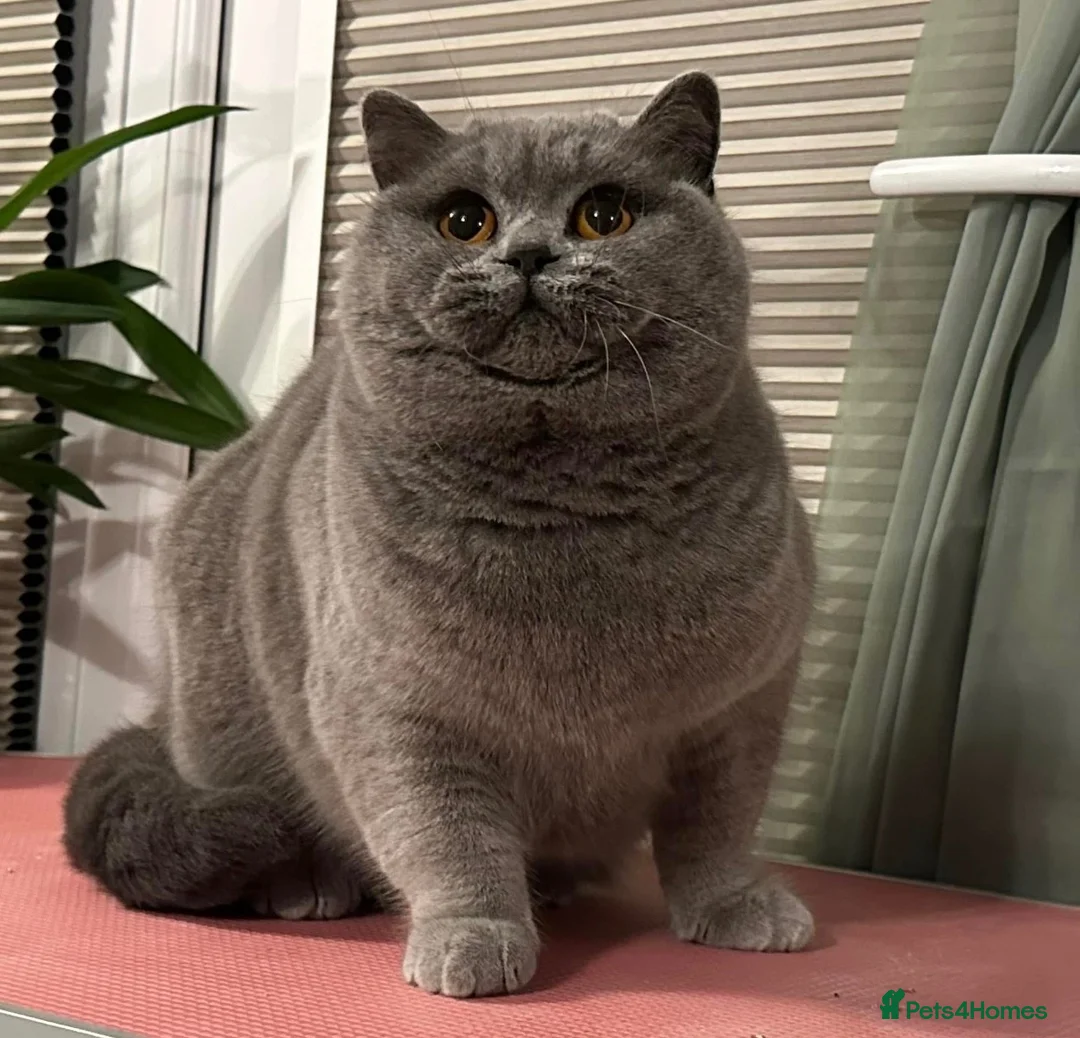 British Shorthair cats for sale: Beautiful British Female - Advert 1