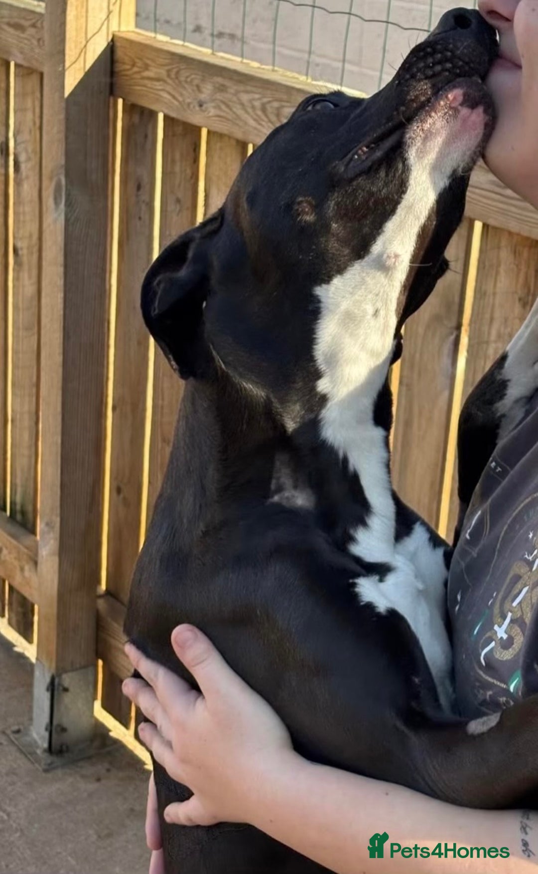 Lurcher dogs for adoption: Draco - Image 3
