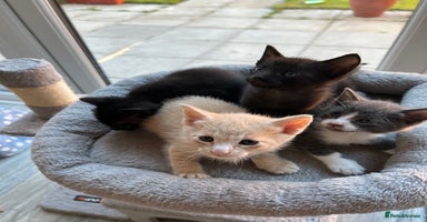Siamese cats - Advert 9