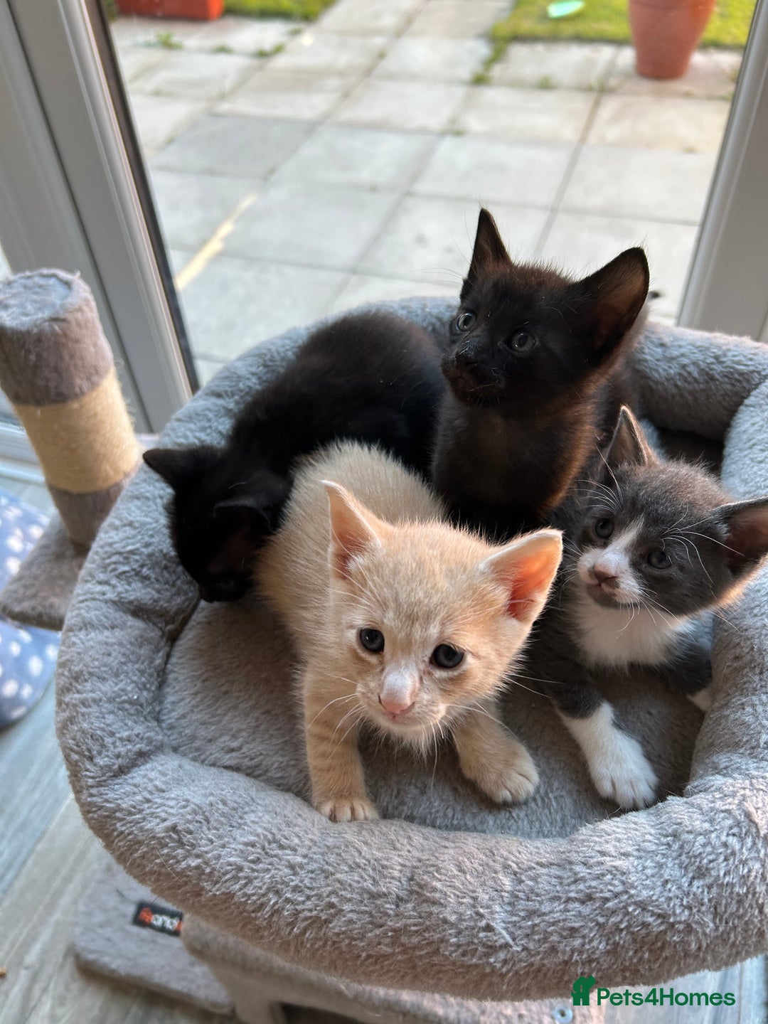 Siamese cats for sale: Siamese Cross Kittens - Image 2