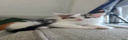 Ragdoll cats for sale: Beautigul anf Fluffy Ragdoll Cross kittens - Advert 21