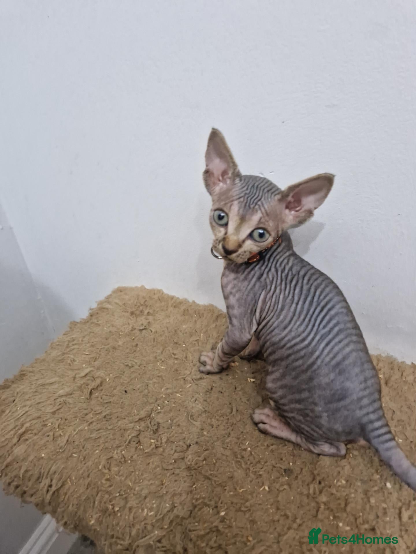 Sphynx cats Beautifull Tica sphynx kittens - Advert 1