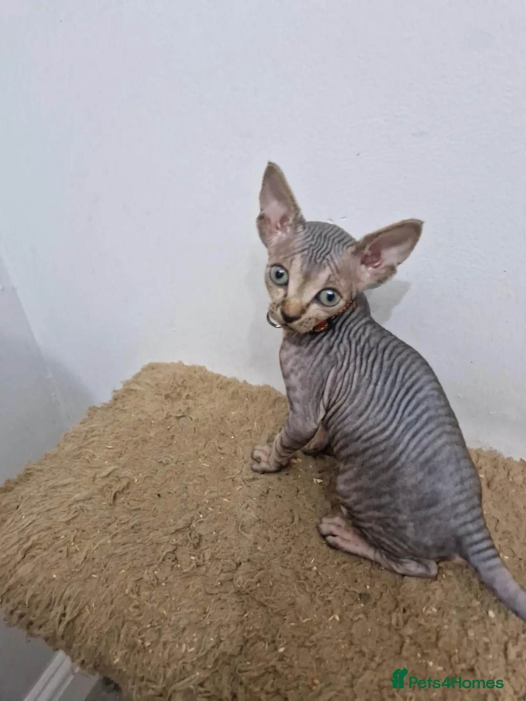 Sphynx cats for sale: Beautifull Tica sphynx kittens - Advert 1