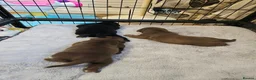 Mixed Breed dogs for sale: F1 BULLADOR PUPPIES - Advert 17