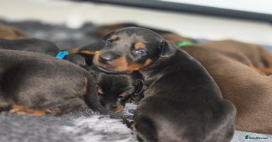 Dobermann dogs - Advert 9