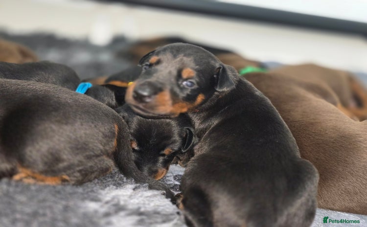 Dobermann dogs - Advert 2