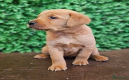 Labrador Retriever dogs for sale: 🐾Beautiful Labrador Pups–Ready for Loving Homes🐾 - Image 10