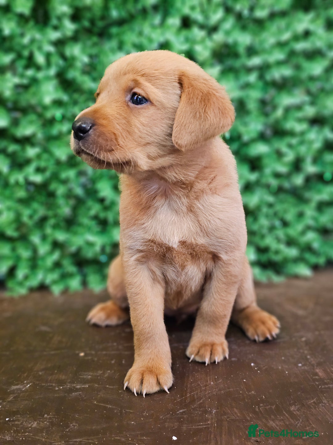 Labrador Retriever dogs for sale: 🐾Beautiful Labrador Pups–Ready for Loving Homes🐾 - Image 10