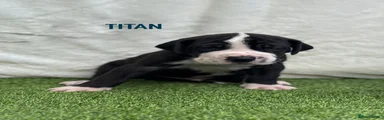 TITAN